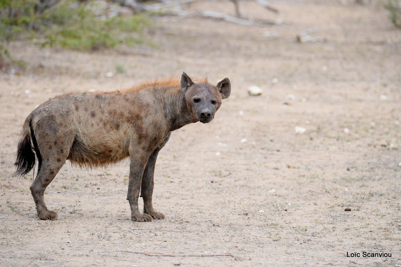 Hyène tachetée/Spotted Hyena (3)