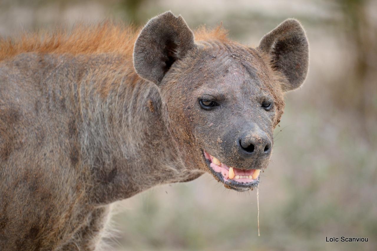 Hyène tachetée/Spotted Hyena (4)