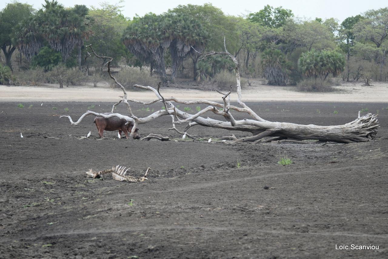 Hippopotame/Hippopotamus (2)
