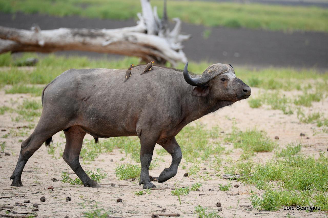 Buffle du Cap/Cape Buffalo (4)