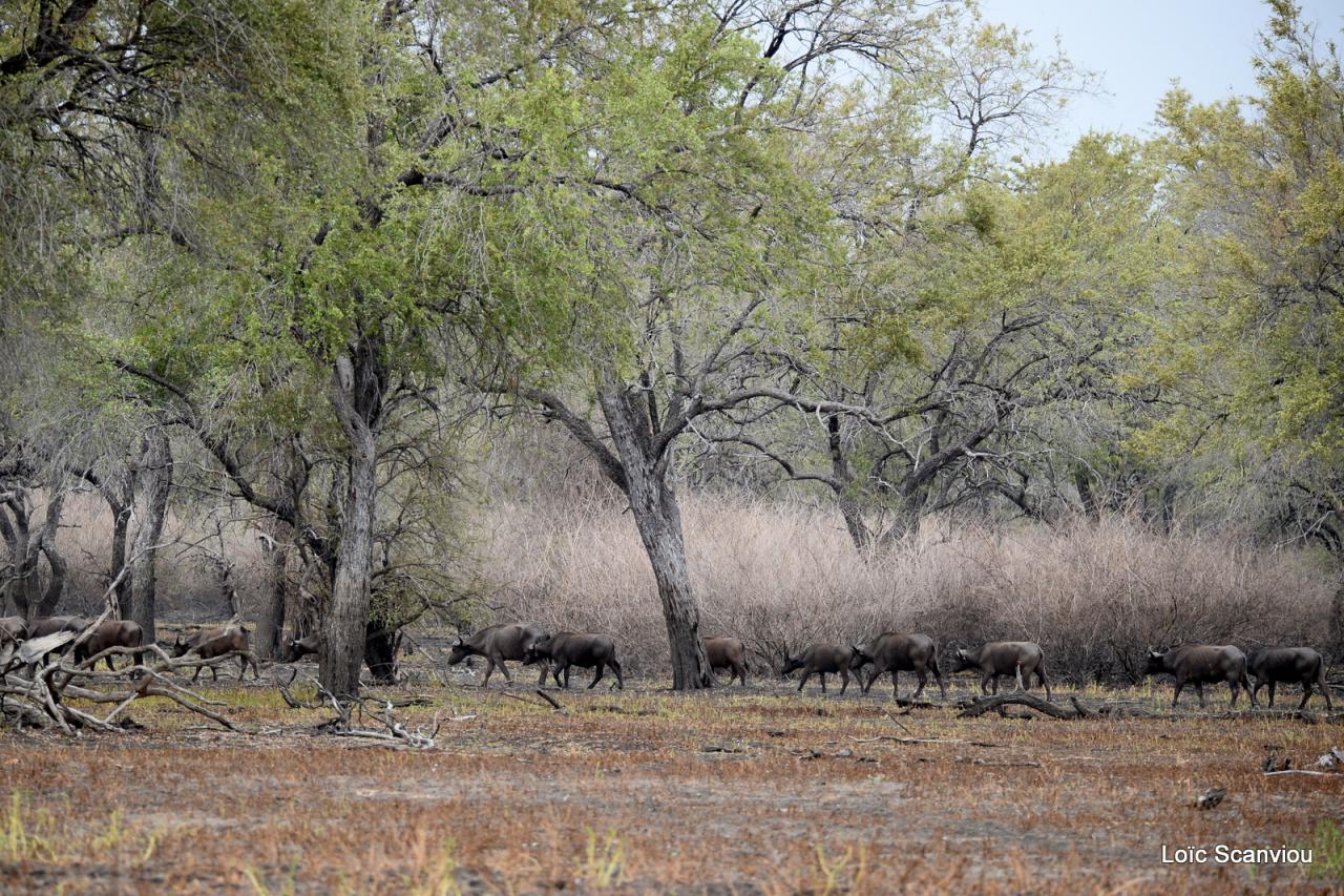 Buffle du Cap/Cape Buffalo (5)
