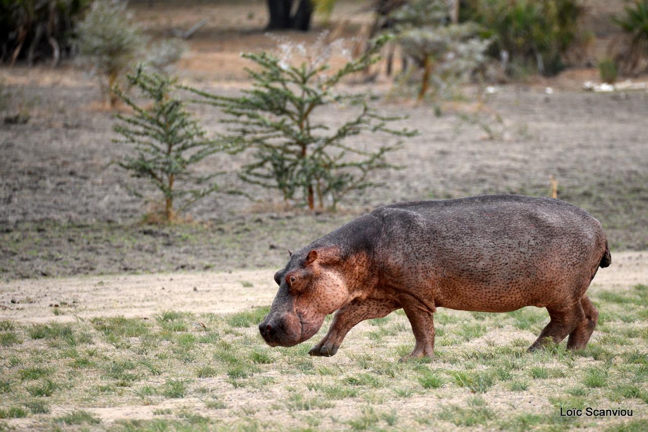 Hippopotame/Hippopotamus (3)
