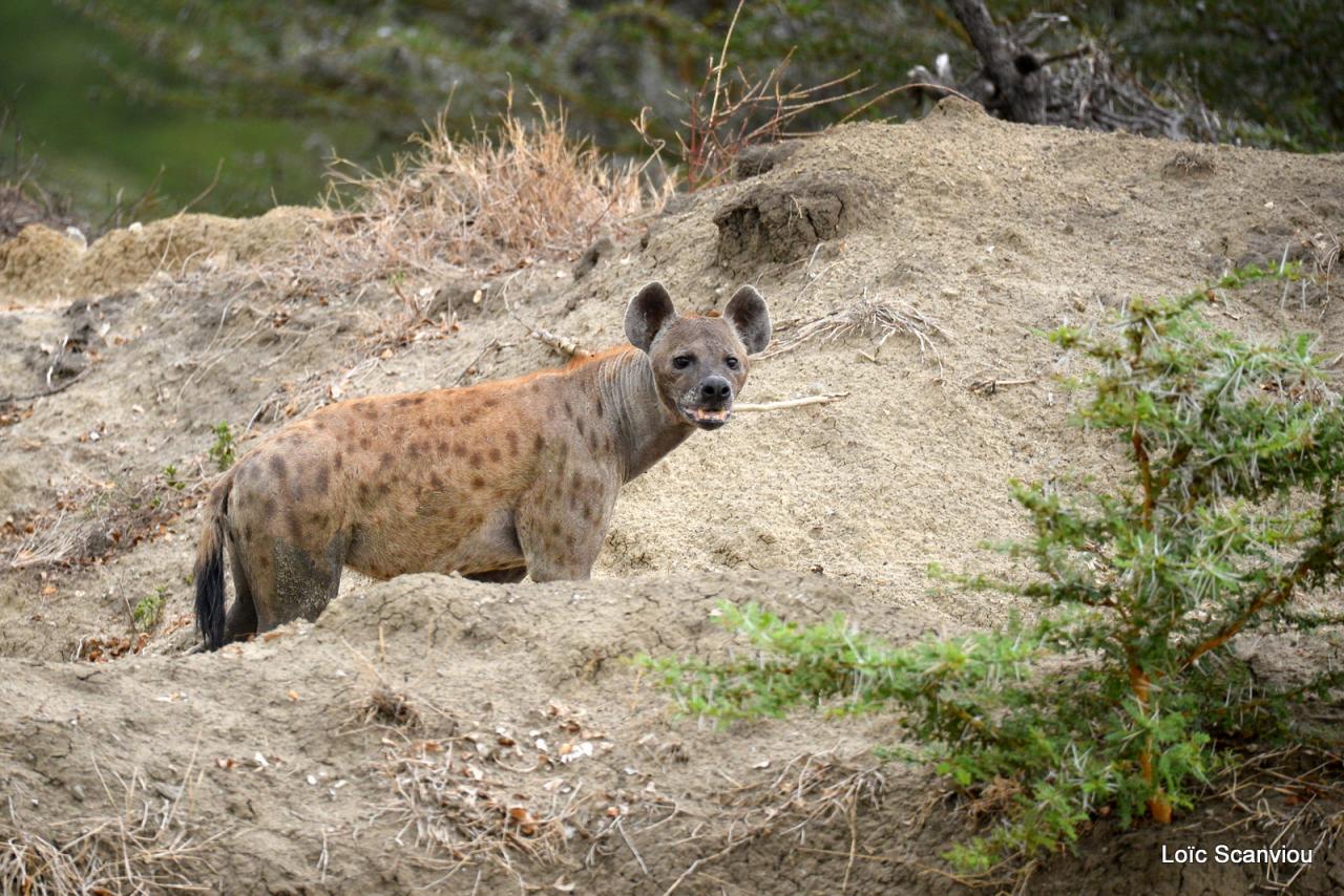Hyène tachetée/Spotted Hyena (5)