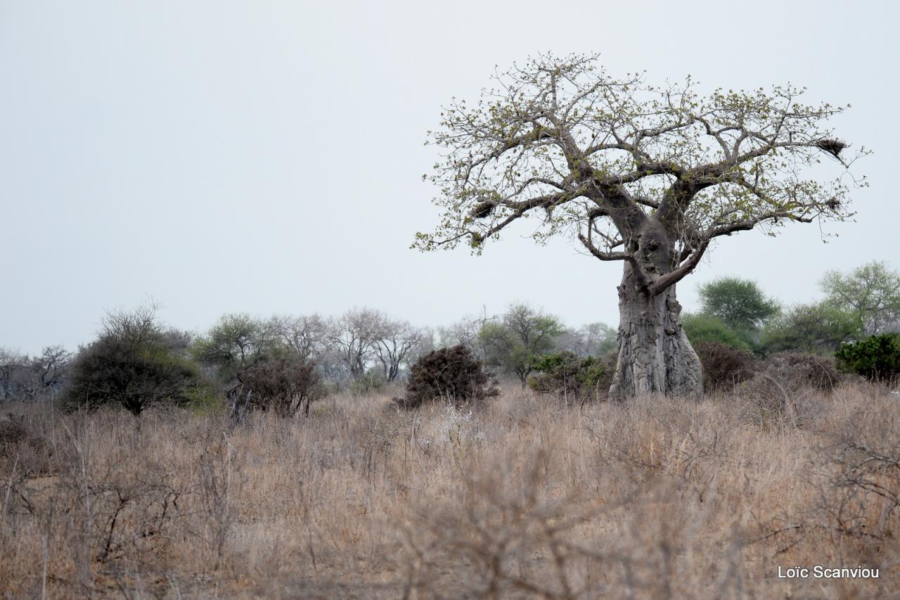 Selous (18)