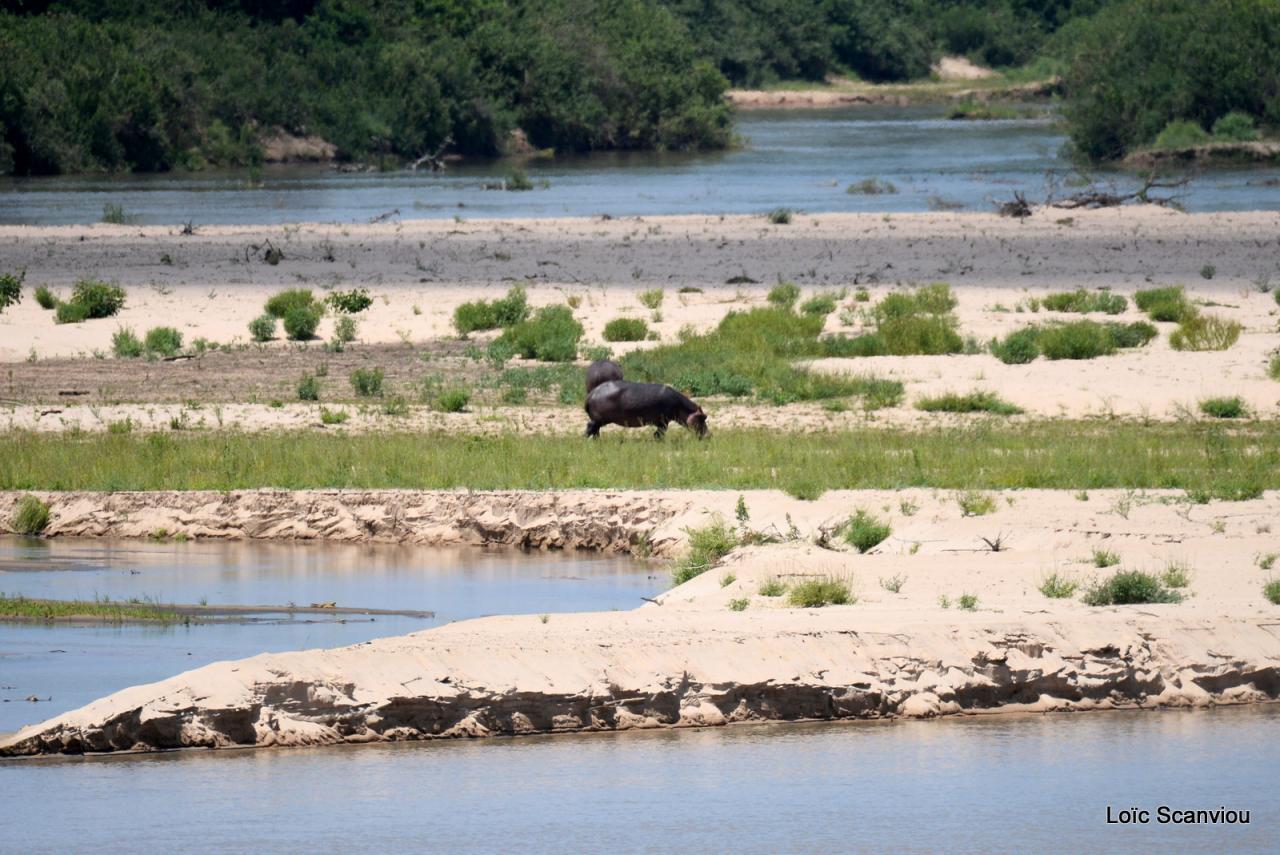 Hippopotame/Hippopotamus 