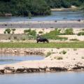 Hippopotame/Hippopotamus 