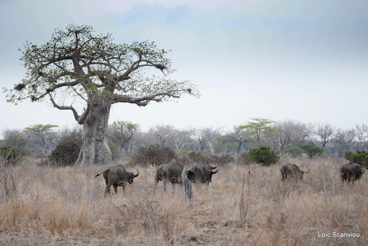 Buffle du Cap/Cape Buffalo (6)
