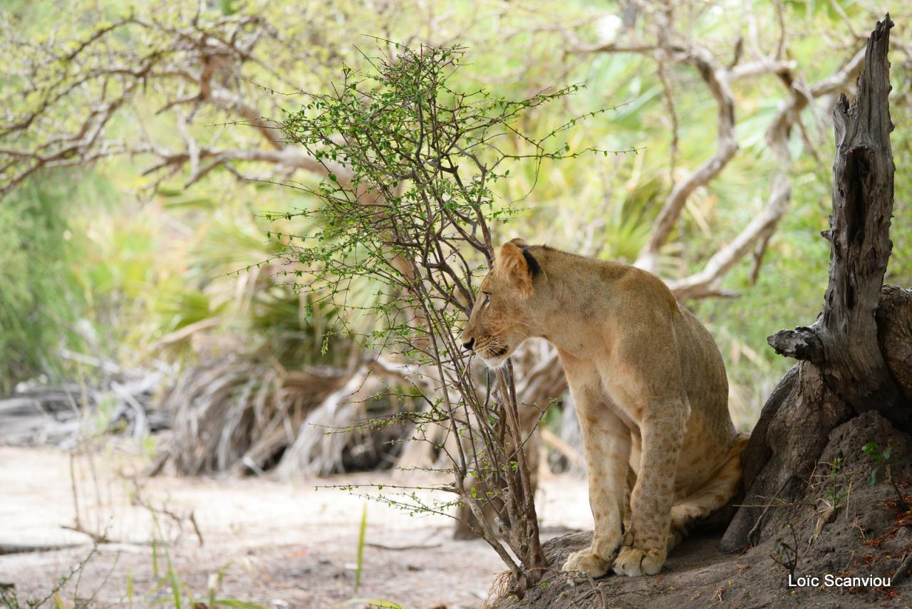 Lion (1)
