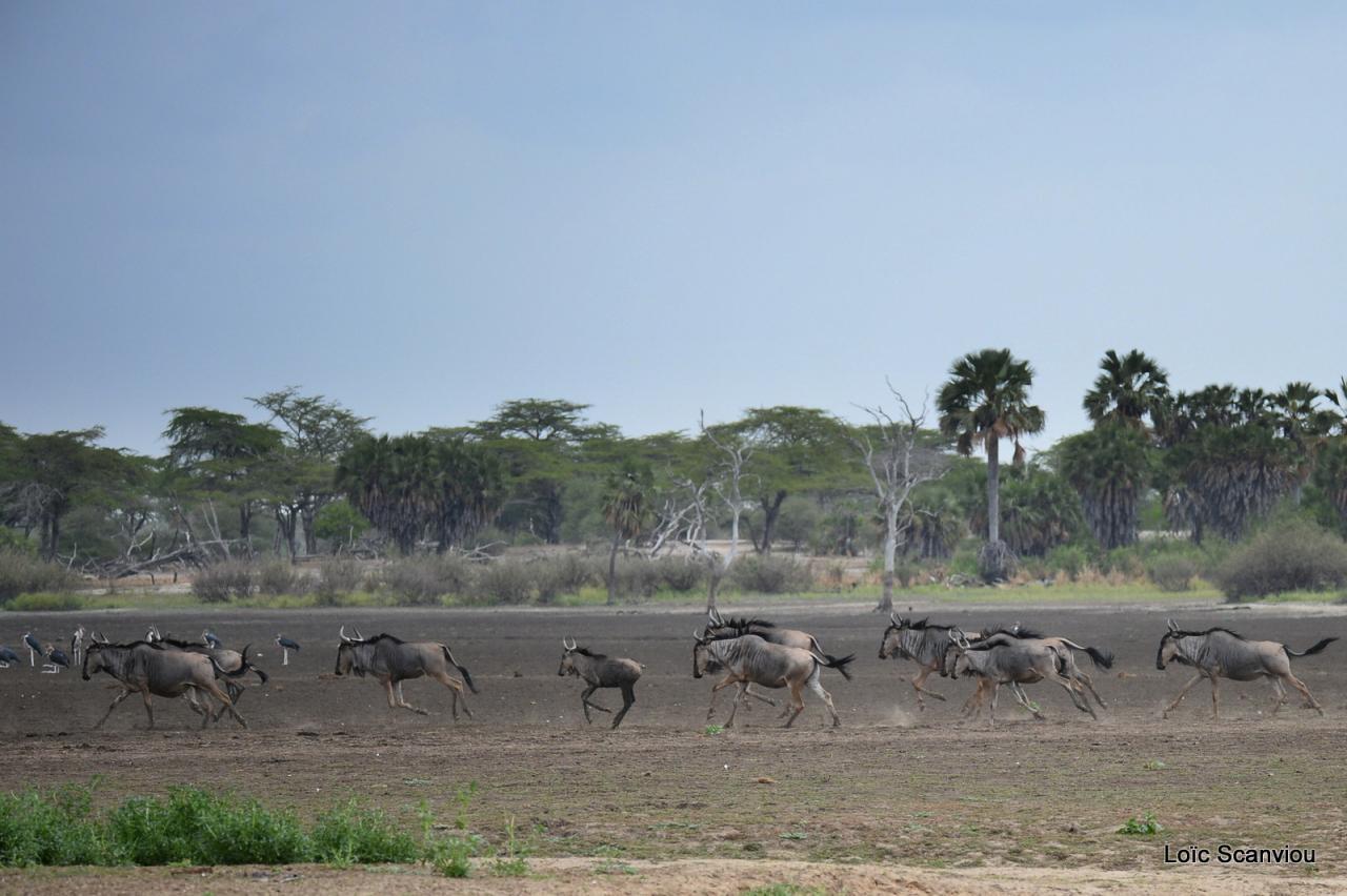 Gnou/Wildebeest (3)
