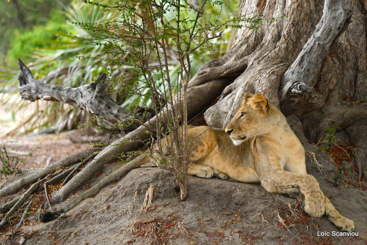Lion (2)