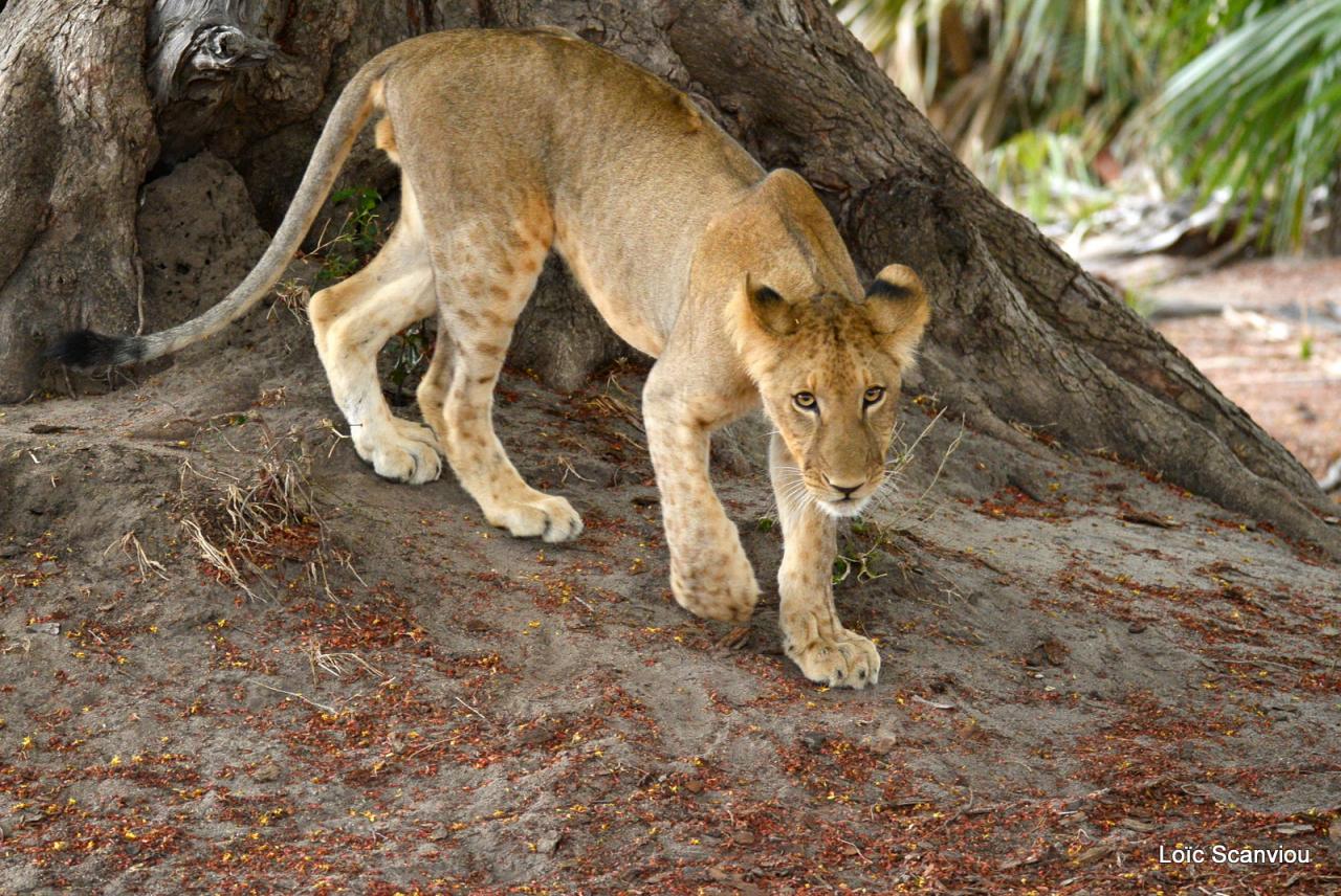 Lion (3)