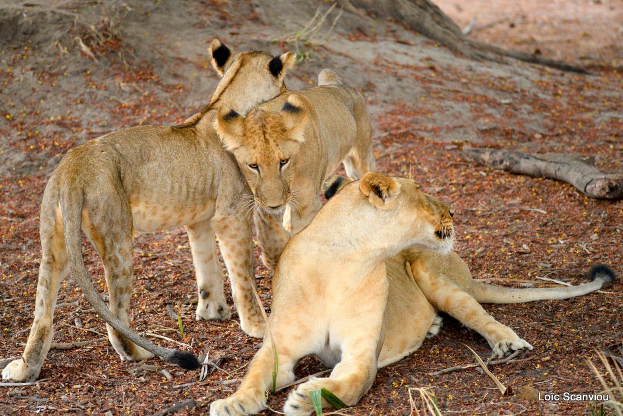 Lion (4)