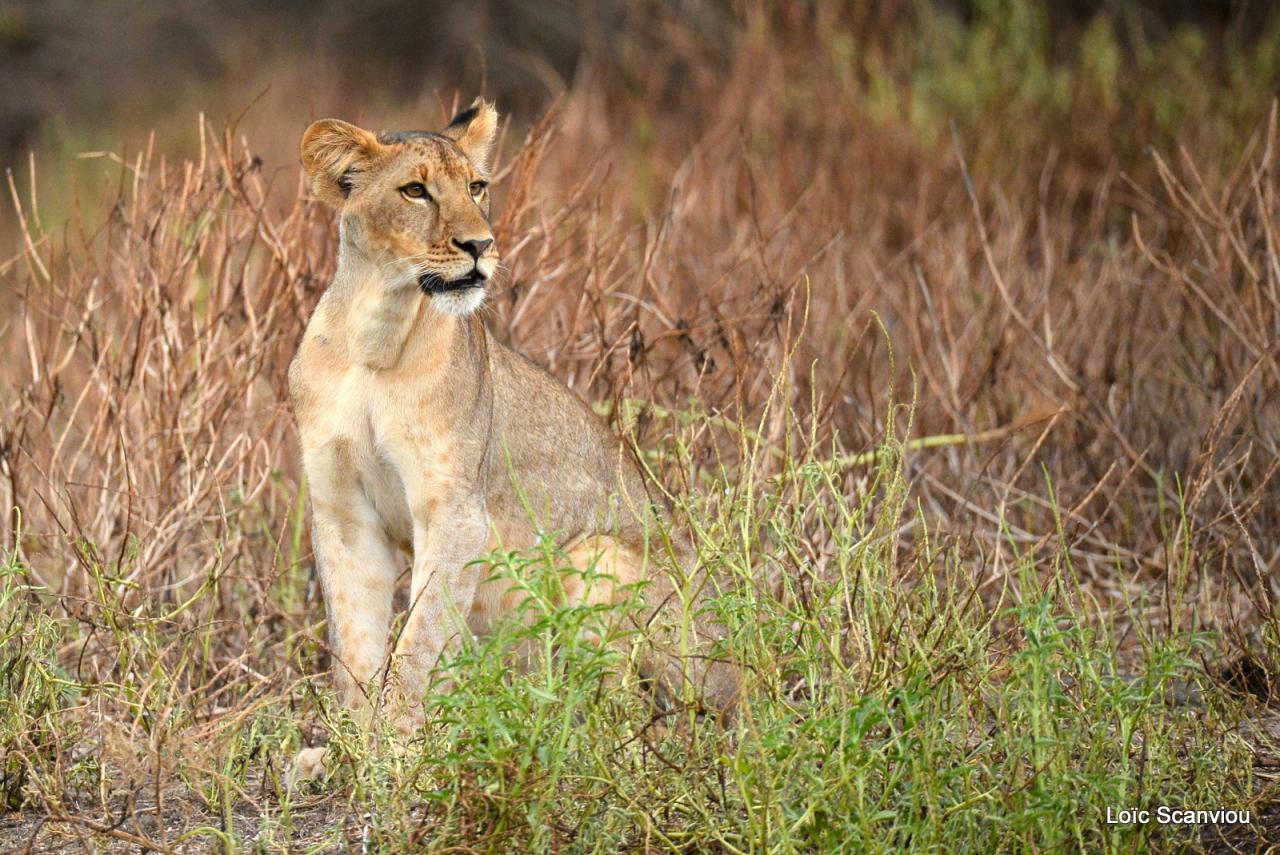 Lion (6)