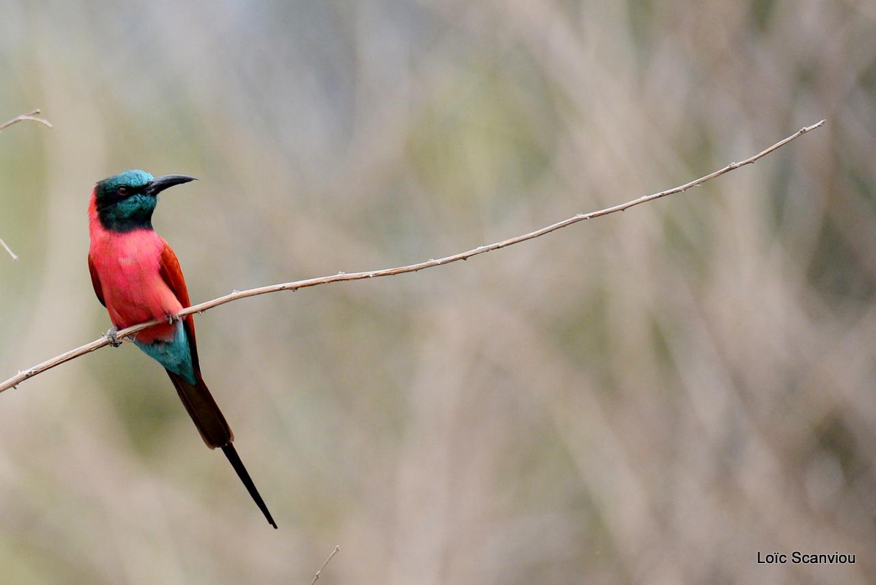 Guêpier écarlate/Northern Carmine Bee-Eater (10)