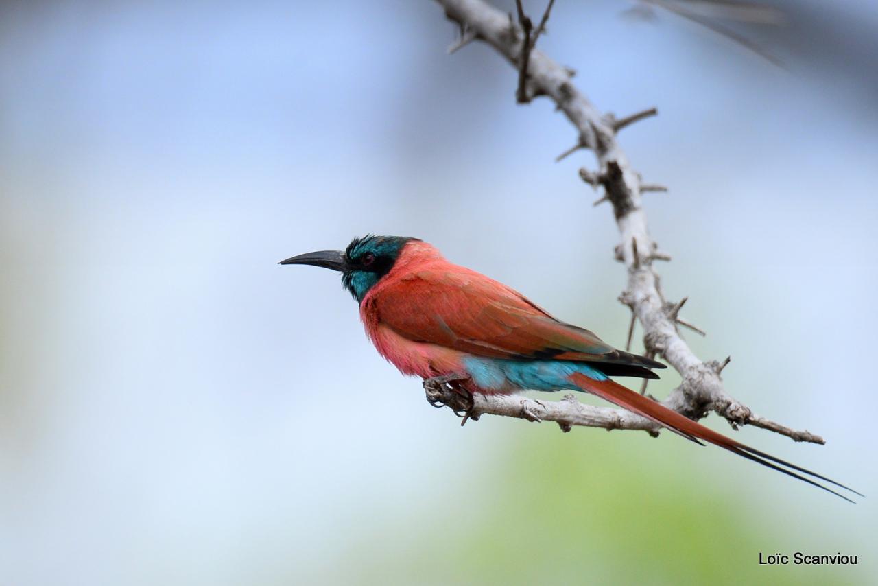 Guêpier écarlate/Northern Carmine Bee-Eater (11)