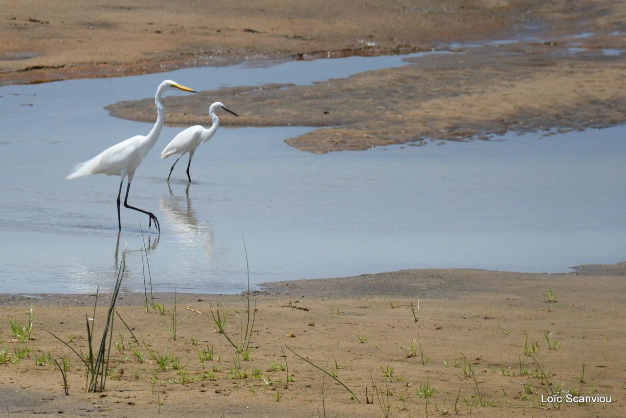 Aigrette/Egret (1)