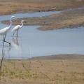 Aigrette/Egret (1)