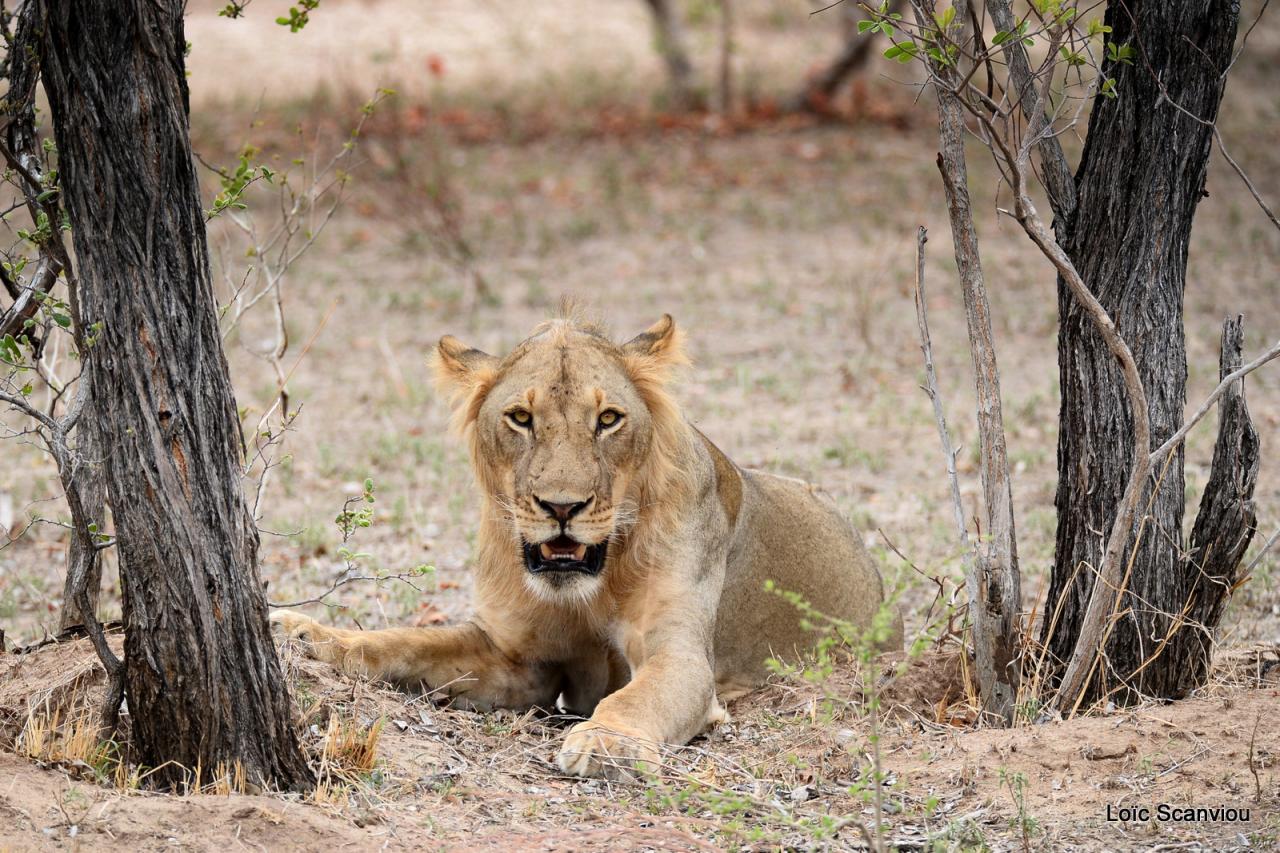 Lion (7)