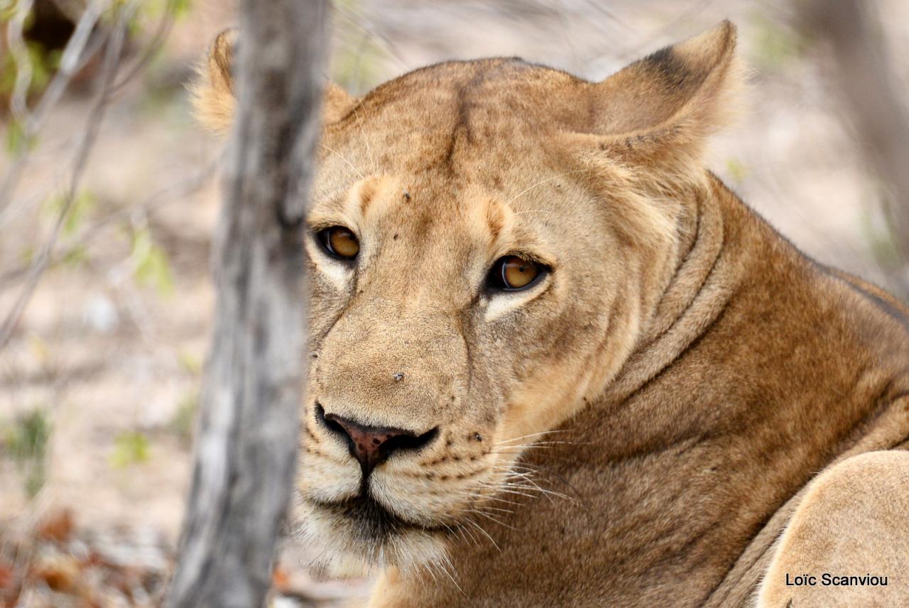 Lion (8)