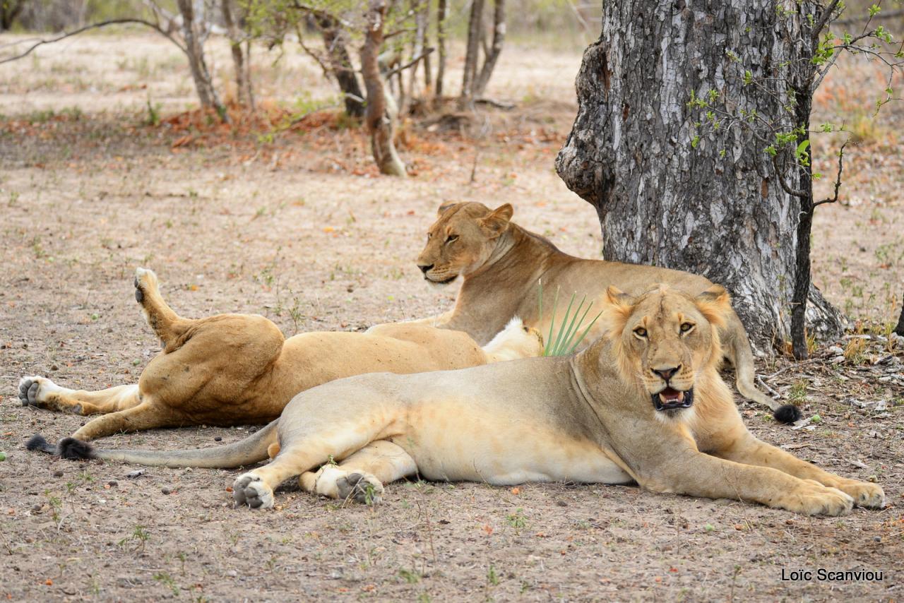Lion (9)