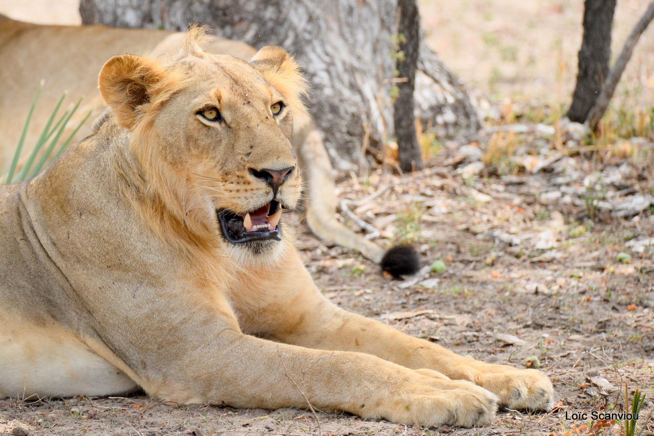 Lion (10)