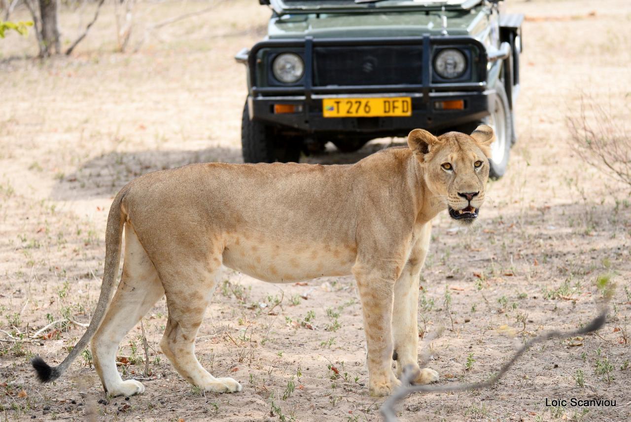 Lion (11)