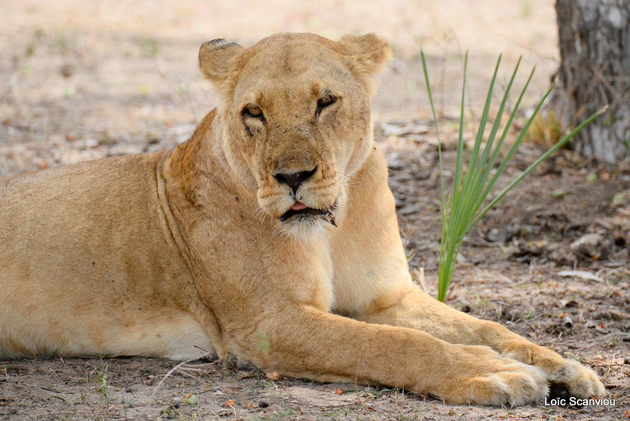 Lion (12)