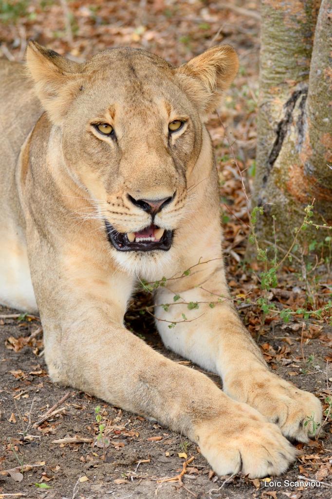 Lion (13)
