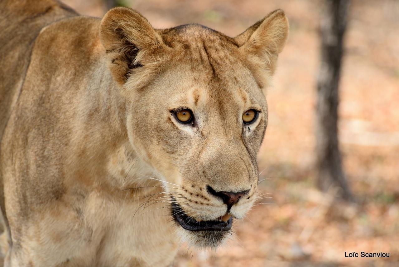 Lion (14)