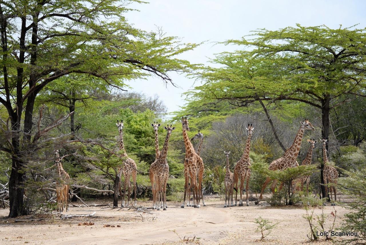 Girafe masaï/Masai Giraffe (20)