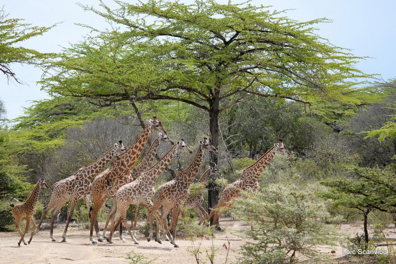 Girafe masaï/Masai Giraffe (21)
