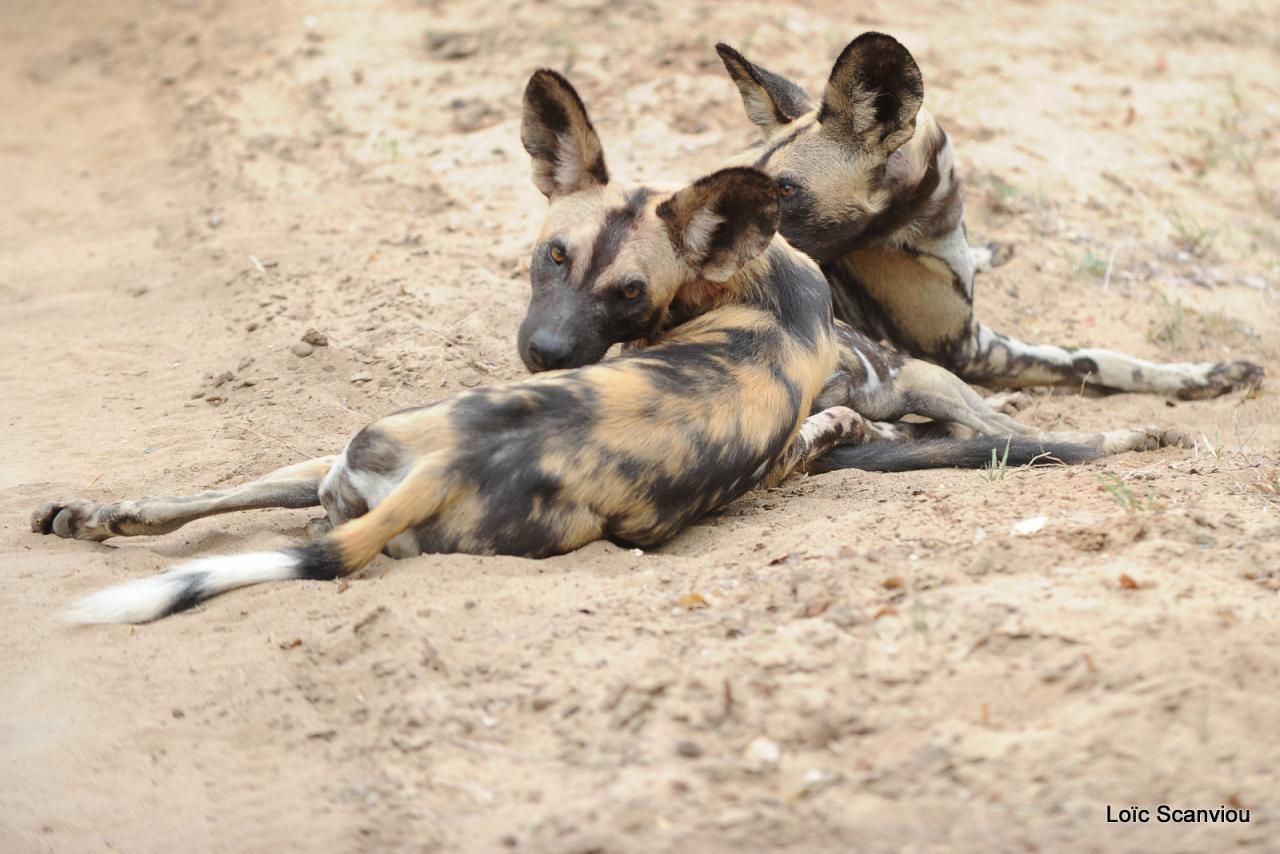 Lycaon/African Wild dog (11)