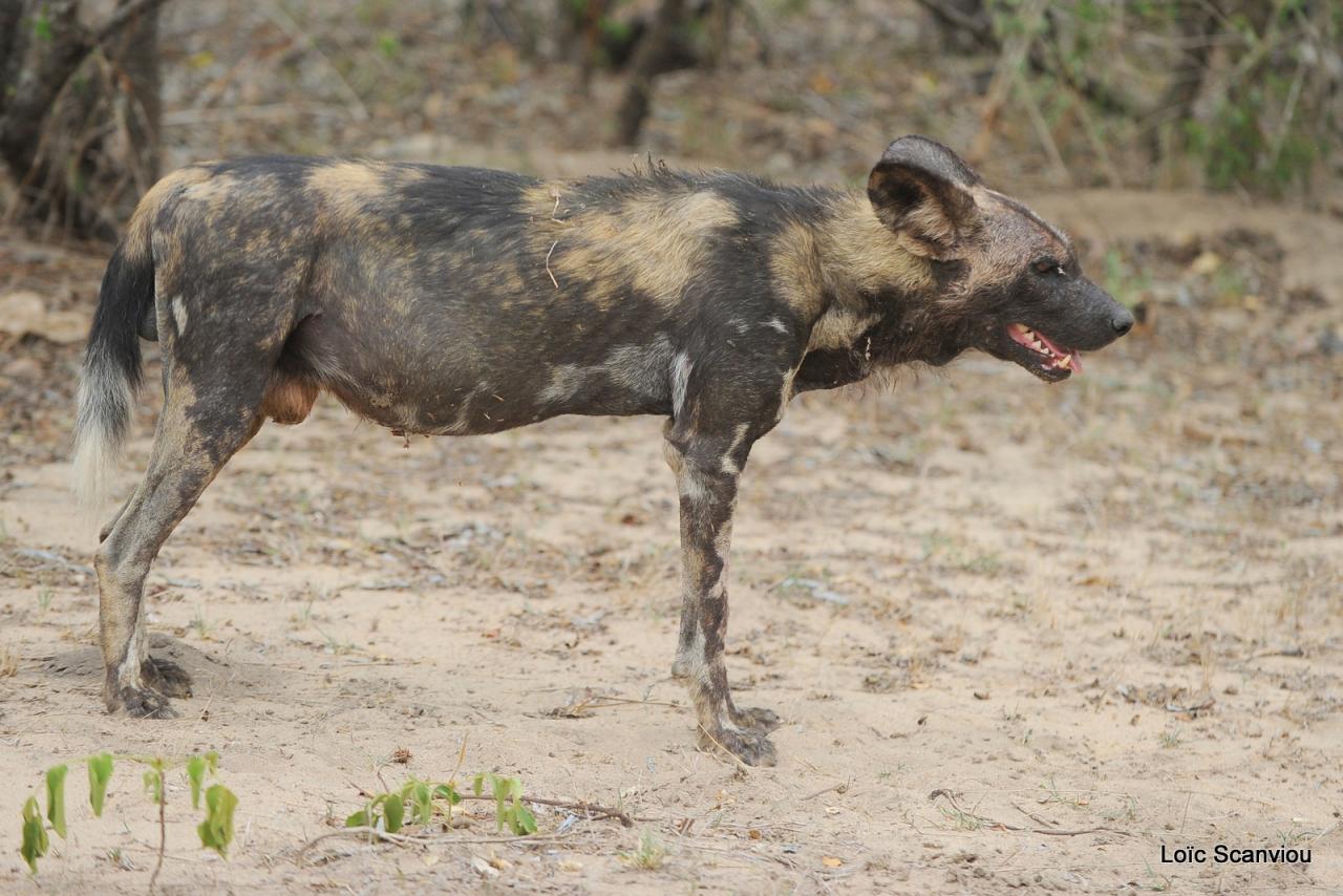 Lycaon/African Wild dog (12)
