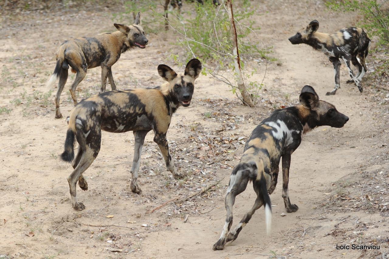 Lycaon/African Wild dog (13)