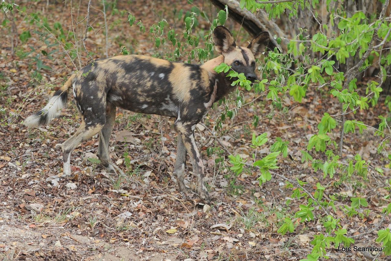 Lycaon/African Wild dog (14)
