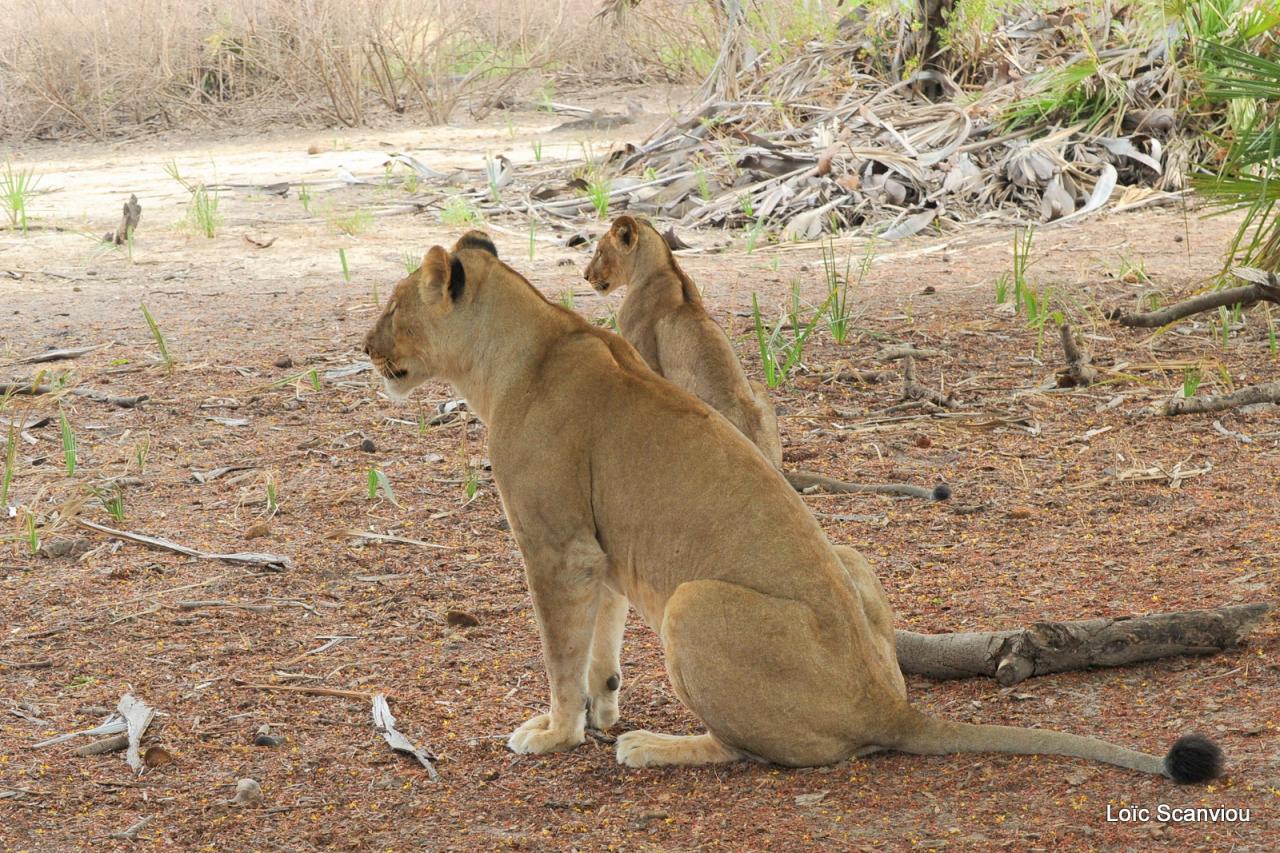Lion (15)