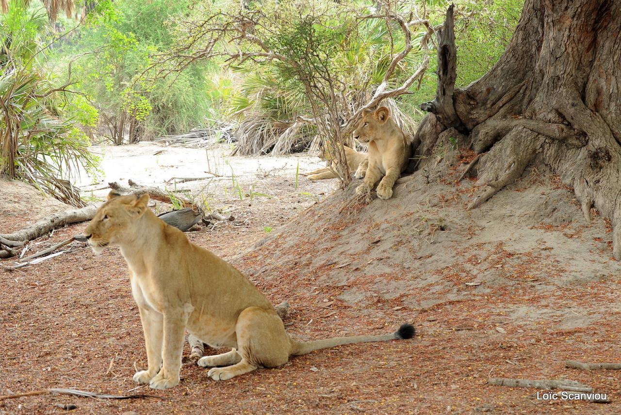 Lion (16)