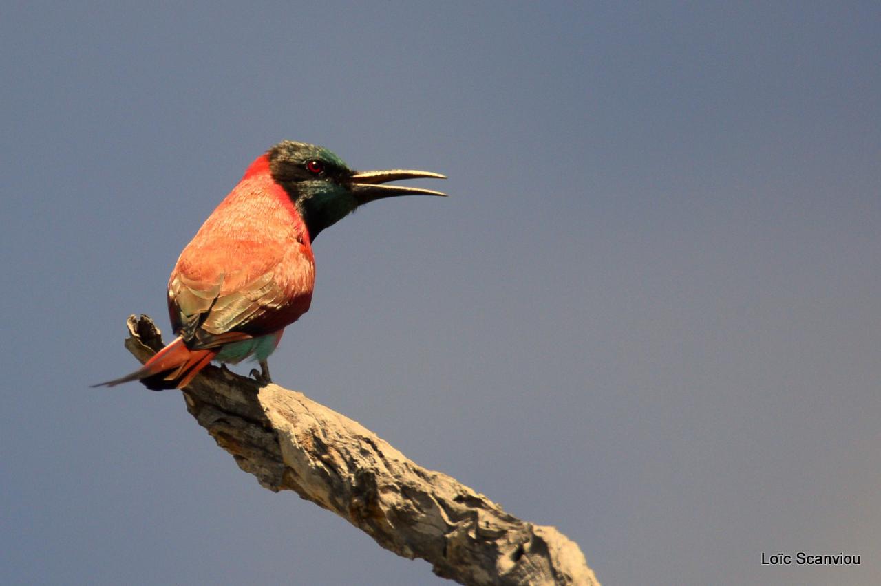 Guêpier écarlate/Northern Carmine Bee-Eater (1)