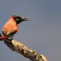 Guêpier écarlate/Northern Carmine Bee-Eater (1)