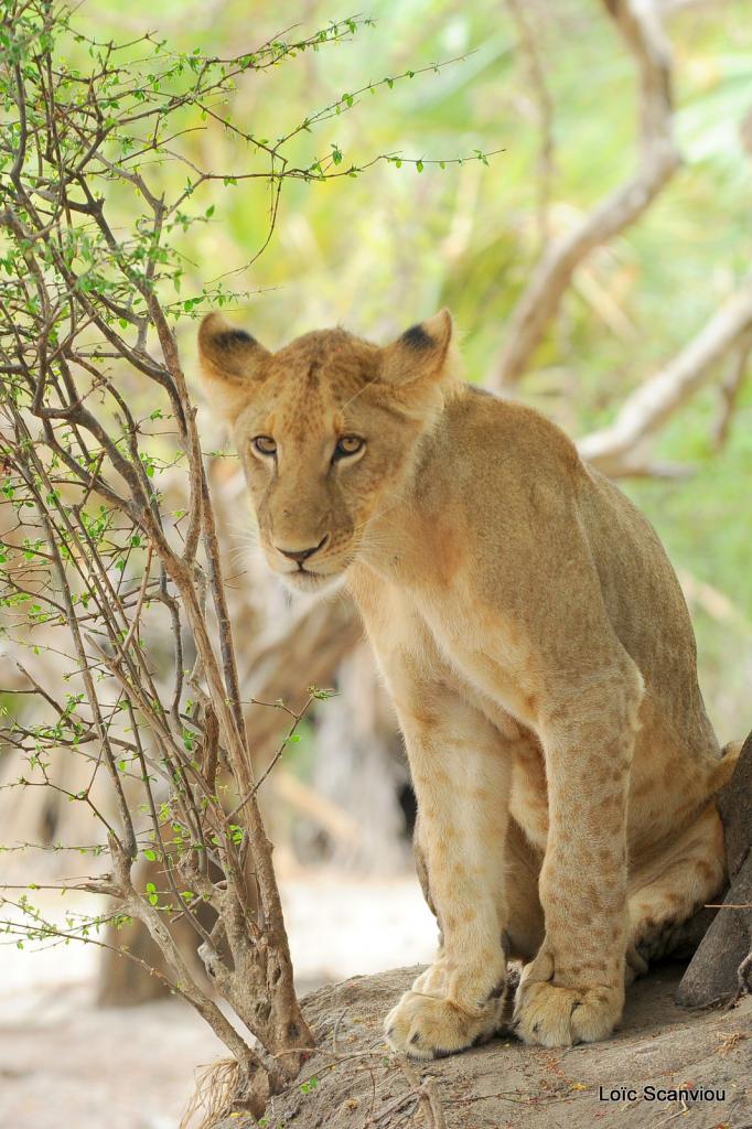 Lion (17)