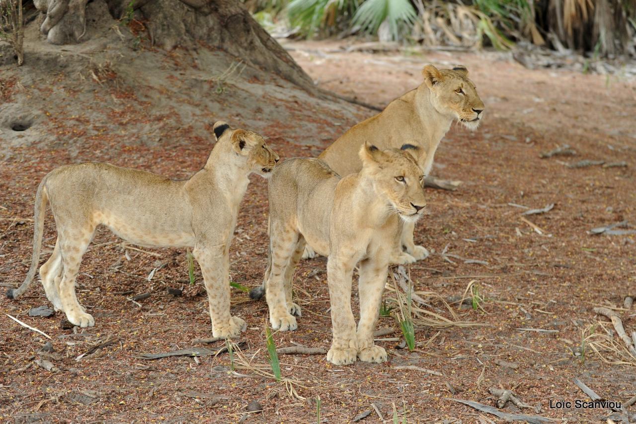 Lion (18)