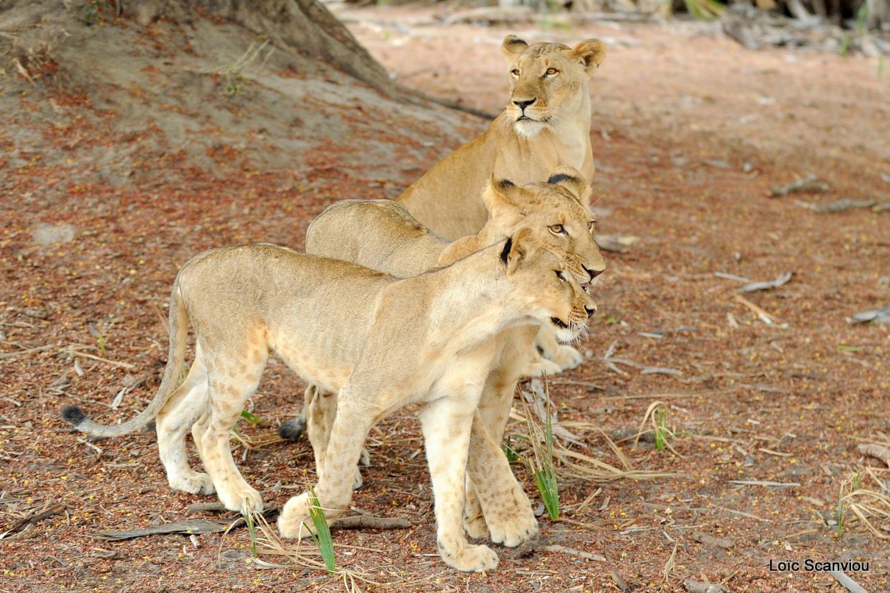 Lion (19)