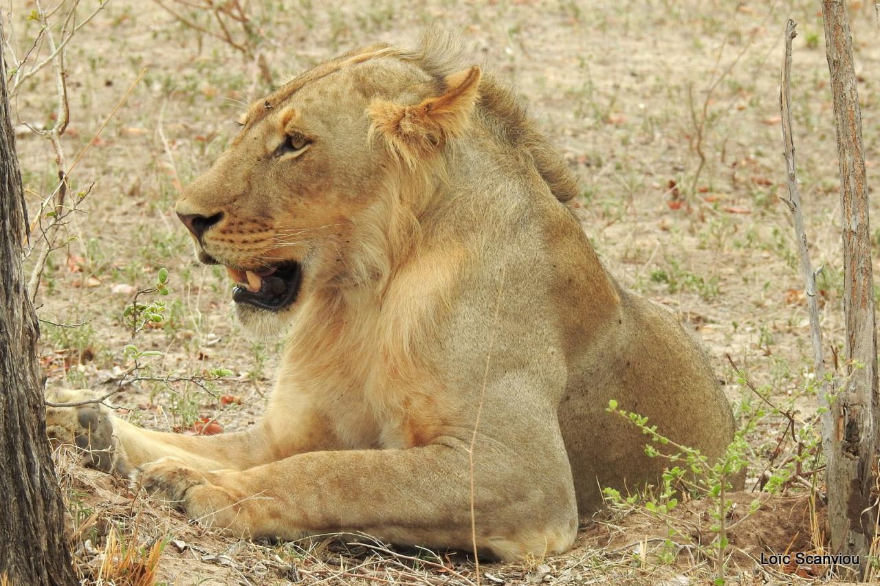 Lion (21)