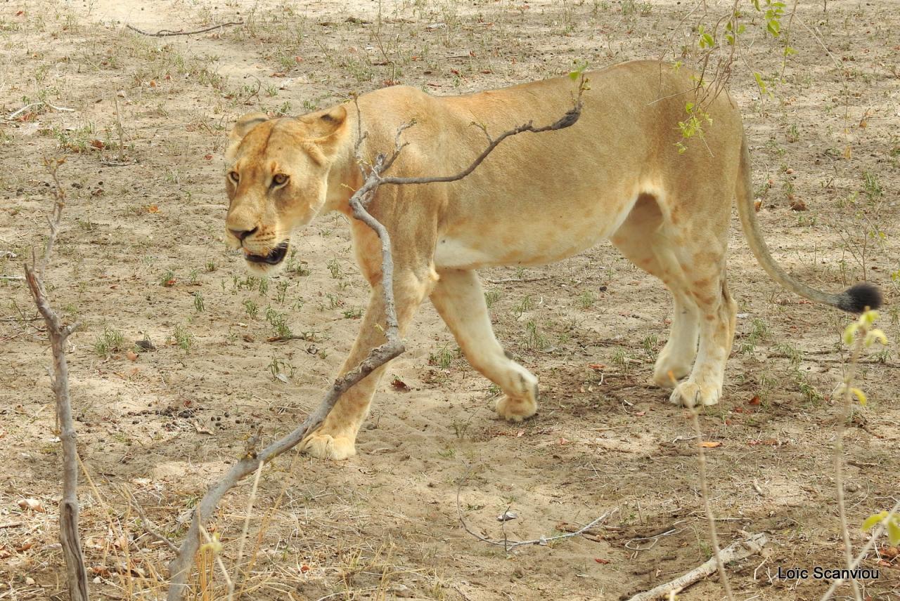 Lion (22)
