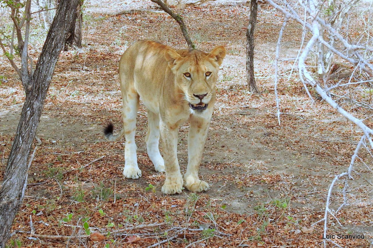Lion (23)