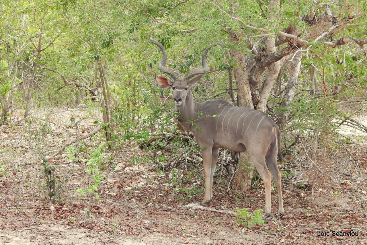 Grand koudou/Greater Kudu (4)