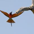 Guêpier écarlate/Northern Carmine Bee-Eater (2)