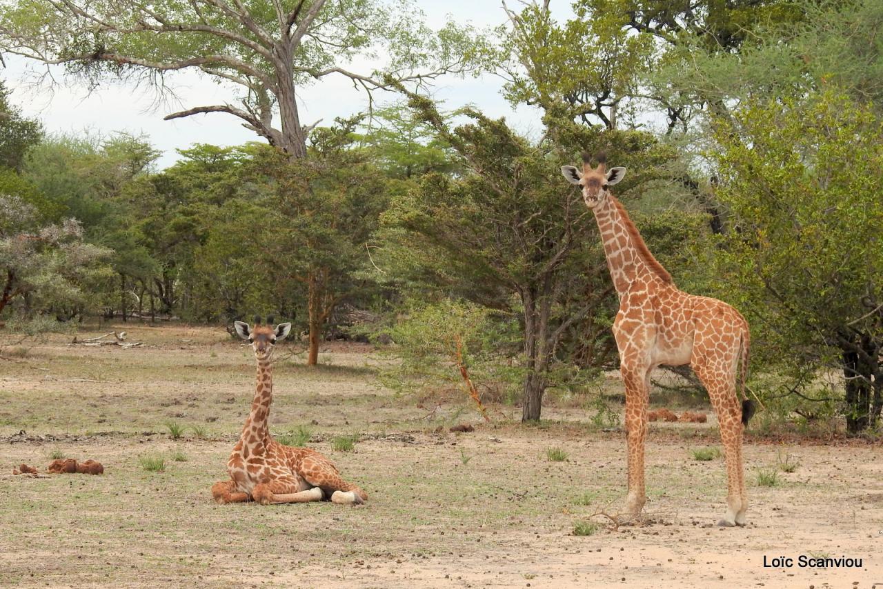 Girafe/Giraffe (21)