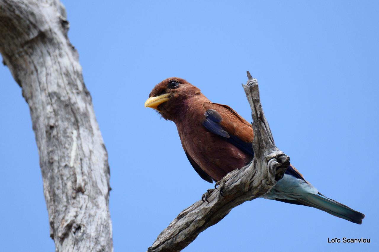 Rolle violet/Broad-billed Roller (1)