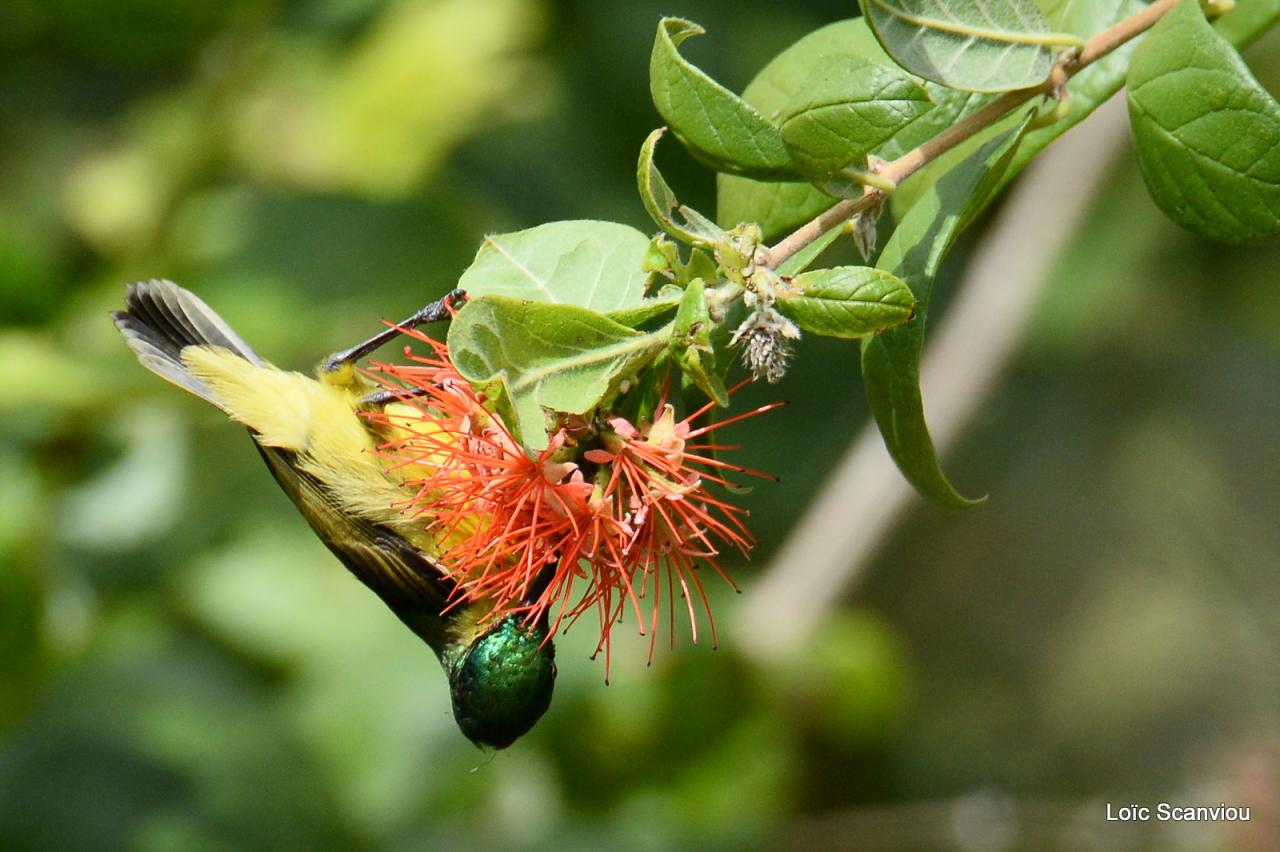 Souimanga/Sunbird (1)